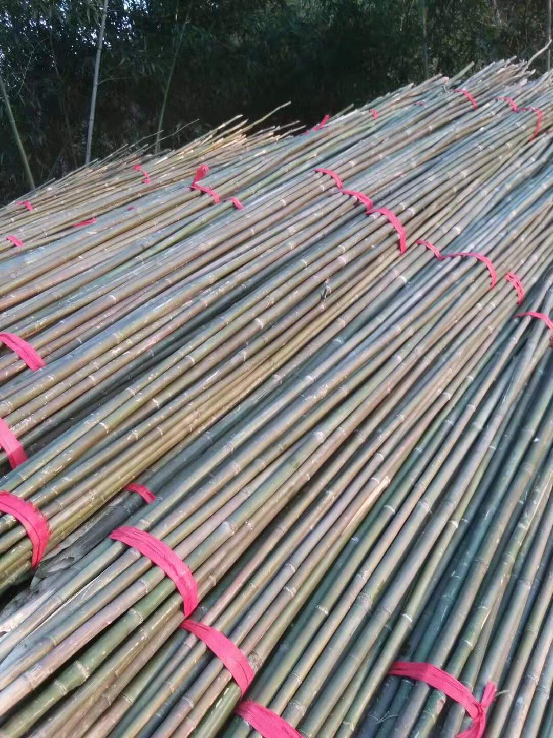 菜架竹价格 菜架竹子批发 大量批发2.7米长种菜用竹子 菜架竹源头厂家图片